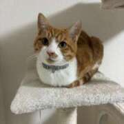 ヒメ日記 2026/03/21 22:19 投稿 みやび Club Melty