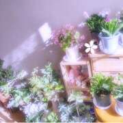 月森琴音 お花たちと 五十路マダム愛されたい熟女たち 福山店(カサブランカグループ)