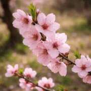 こはる お礼/春が近い年度終わり…疲れていませんか？ 天使のゆびさき 船橋店(カサブランカグループ)