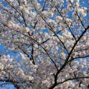 ヒメ日記 2026/04/11 14:42 投稿 みさき 熟女総本店