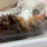 ヒメ日記 2026/03/05 09:55 投稿 ゆあ♡極上SPコース♡ PANTHER（パンサー）