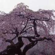 ヒメ日記 2026/03/05 14:01 投稿 れな奥様 デザイア日本橋