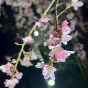 ヒメ日記 2026/04/15 06:46 投稿 中川 MadameRest(マダムレスト)