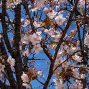 ヒメ日記 2026/03/02 11:46 投稿 七ツ森　けい しこたま奥様 札幌店