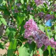 ヒメ日記 2026/03/08 20:46 投稿 七ツ森　けい しこたま奥様 札幌店