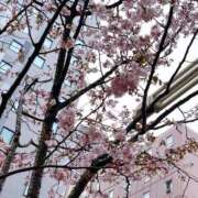 ヒメ日記 2026/04/23 09:46 投稿 七ツ森　けい しこたま奥様 札幌店