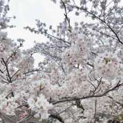 ヒメ日記 2026/04/04 11:53 投稿 波川 ゆの KOBE GOLD