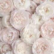 ヒメ日記 2026/03/11 19:44 投稿 かるあ consolation