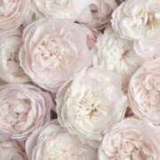 ヒメ日記 2026/04/09 23:59 投稿 かるあ consolation