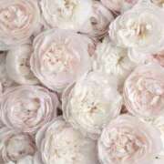 ヒメ日記 2026/04/10 20:15 投稿 かるあ consolation