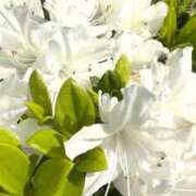 逢沢 ごめんなさい 昼顔妻 五反田店