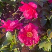 ヒメ日記 2026/02/27 16:44 投稿 優奈(ゆうな) PLUS難波店