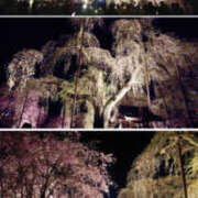 ヒメ日記 2026/04/03 23:00 投稿 なみ 性腺熟女100％本店（デリヘル市場）