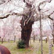 ヒメ日記 2026/04/02 19:10 投稿 なみ 性腺熟女100％鶯谷（デリヘル市場）