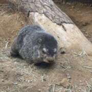 ヒメ日記 2026/04/20 18:55 投稿 こぐま モアグループ小山人妻花壇