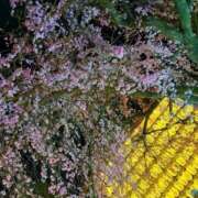 舞子 🌸🌸🌸 鹿鳴館