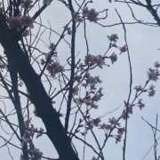 ヒメ日記 2026/03/20 11:34 投稿 ゆきな 熟女家 十三店