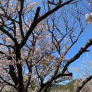 ヒメ日記 2026/04/12 21:26 投稿 ゆきな 熟女家 十三店