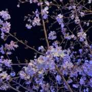 日向(ひなた) 夜桜見物してきました(*´꒳`*)♡ グランドオペラ福岡