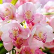 ヒメ日記 2026/03/25 15:07 投稿 あやせ 沼津人妻花壇