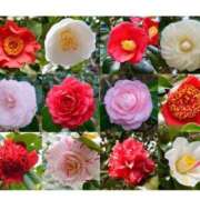 ヒメ日記 2026/03/26 12:54 投稿 あやせ 沼津人妻花壇