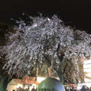 ヒメ日記 2026/03/31 10:00 投稿 こはく Happy Gang(ハッピーギャング)