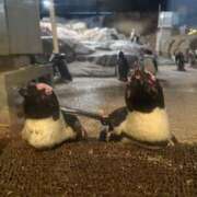 マロンの誘惑 🎀 夜の水族館🐬 グッドスマイル