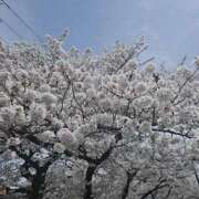 ヒメ日記 2026/03/06 09:23 投稿 ゆめの 熟女の風俗最終章 国分寺店