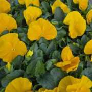 ヒメ日記 2026/03/11 20:58 投稿 要 じゅんこ こあくまな熟女たち 本厚木店(KOAKUMAグループ)