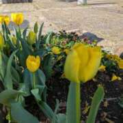 ヒメ日記 2026/04/07 13:28 投稿 要 じゅんこ こあくまな熟女たち 本厚木店(KOAKUMAグループ)