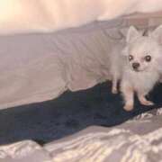 ヒメ日記 2026/04/12 17:39 投稿 ちい 妻天 京橋店