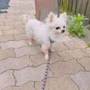 ヒメ日記 2026/04/13 11:54 投稿 ちい 妻天 京橋店