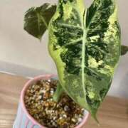 ヒメ日記 2026/03/23 13:52 投稿 せりな clubさくら京橋店