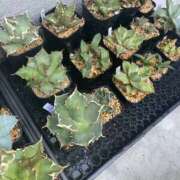 ヒメ日記 2026/04/02 09:44 投稿 せりな clubさくら京橋店