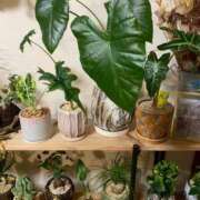 ヒメ日記 2026/04/11 00:04 投稿 せりな clubさくら京橋店