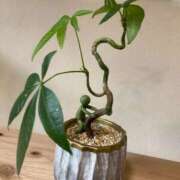 ヒメ日記 2026/04/11 04:24 投稿 せりな clubさくら京橋店