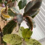 ヒメ日記 2026/04/22 17:04 投稿 せりな clubさくら京橋店