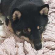 るる 可愛いをおすそ分け🎁 アラモード