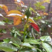 ヒメ日記 2026/04/13 14:51 投稿 こころ Club-Embassy