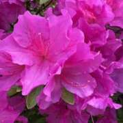 ヒメ日記 2026/04/22 16:09 投稿 まなみ 完熟ばなな川崎