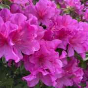 ヒメ日記 2026/04/24 20:11 投稿 まなみ 完熟ばなな川崎