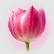 ヒメ日記 2026/02/26 21:14 投稿 玲奈(れいな) PLUS難波店