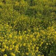 ヒメ日記 2026/03/12 06:18 投稿 みその ハピネス＆ドリーム 松山道後温泉