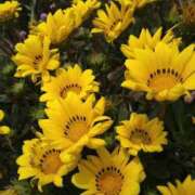 ヒメ日記 2026/03/27 08:46 投稿 ゆい 完熟ばなな 上野店