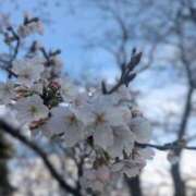 ヒメ日記 2026/03/23 16:01 投稿 きょうこ 千葉人妻花壇