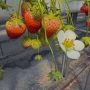 ヒメ日記 2026/03/21 20:11 投稿 尾崎　まほ ホットポイントヴィラ