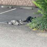 みく【リピ率抜群超濃厚サービス】 猫🐈🐈⬛ モッチーナ