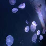 ヒメ日記 2026/03/30 00:05 投稿 ほのか 吉祥寺角海老