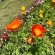 ヒメ日記 2026/03/03 08:58 投稿 星乃花音 五十路マダムエクスプレス横浜店（カサブランカグループ）