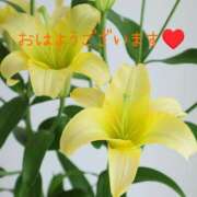 ヒメ日記 2026/03/21 08:58 投稿 星乃花音 五十路マダムエクスプレス横浜店（カサブランカグループ）